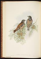 Alpine Accentor plate 43