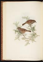 Japanese Accentor plate 42