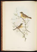 Siberian Accentor plate 41
