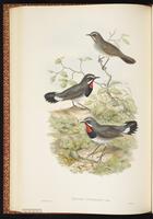 White-tailed Rubythroat plate 40