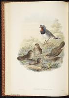 White-tailed Rubythroat plate 39