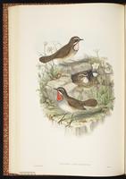 Siberian Rubythroat plate 38