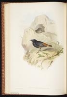 Black Redstart plate 37