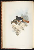 White-capped Redstart plate 36