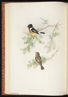 Saxicola torquatus plate 34