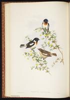 Saxicola leucura plate 33