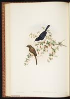 Jerdon's Bush Chat plate 32