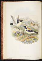 Desert Wheatear plate 30