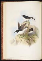 Pied Wheatear plate 29