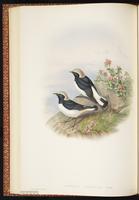 Variable Wheatear plate 28