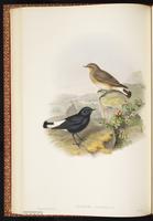 Variable Wheatear plate 27