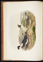 Variable Wheatear plate 26