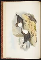 White-throated Dipper plate 25