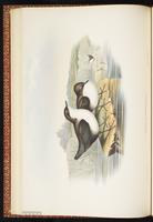 White-throated Dipper plate 24