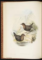 Brown Dipper plate 23