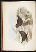 Brown Dipper plate 22