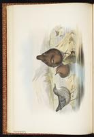 Brown Dipper plate 21