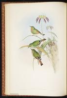 Fire-tailed Myzornis plate 20