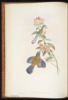Blue-winged Minla plate 19