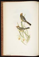 Chestnut-tailed Minla plate 18