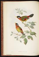 Silver-eared Leiothrix plate 17