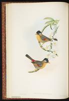 Silver-eared Leiothrix plate 16
