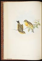 Red-billed Leiothrix plate 15