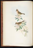 Rufous-vented Yuhina plate 14