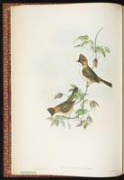 Whiskered Yuhina plate 13