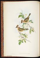 White-naped Yuhina plate 12