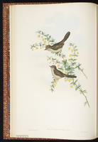 Striated Yuhina plate 11