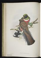 Malabar trogon plate 8