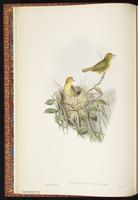 Rufous-capped Babbler plate 10
