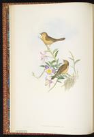 Black-chinned Babbler plate 9