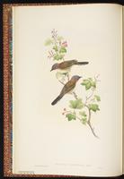 Striated Yuhina plate 8