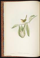 Common Tailorbird plate 7