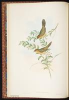 Tawny-bellied Babbler plate 6