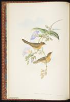 Tawny-bellied Babbler plate 5