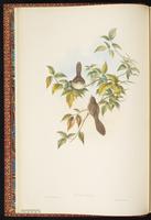 Graceful Prinia plate 4