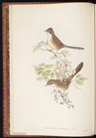 Chinese Hill Warbler plate 3