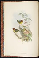 Tesia castaneocoronata plate 2