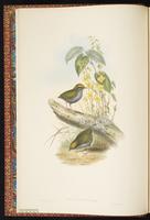 Grey-bellied Tesia plate 1