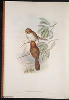 Greater Rufous-headed Parrotbil plate 78