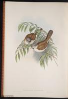 Grey-headed Parrotbill plate 77