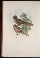 Brown Parrotbill plate 76