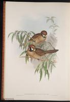 Black-breasted Parrotbill plate 75