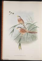 Reed Parrotbil plate 74