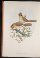 Spot-breasted Parrotbill plate 73