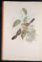 Vinous-throated Parrotbill plate 72