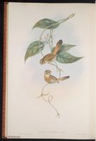 Fulvous Parrotbil plate 71